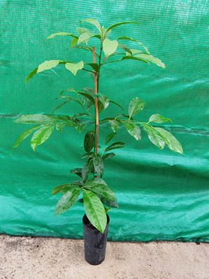 Schwarze Sapote (Diospyros nigra), Schokoladenpudding-Frucht, junger Baum