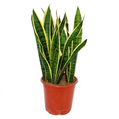 Sansevieria laurentii - Bogenhanf - kompakt mit kräftigen Farben 80cm