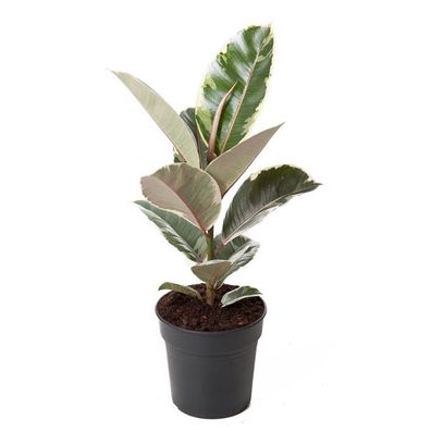 Weissbunter Gummibaum Ficus elastica Tineke Zimmerpflanze Grünpflanze