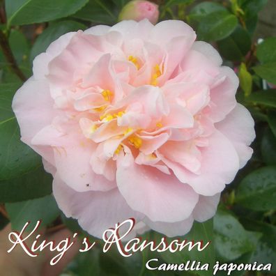 Kamelie "King´s Ransom" - Camellia japonica - 3-jährige Pflanze (46)