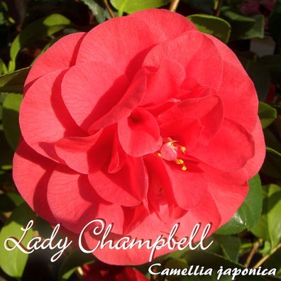 Kamelie "Lady Campbell" - Camellia japonica - 4 bis 5-jährige Pflanze (6)
