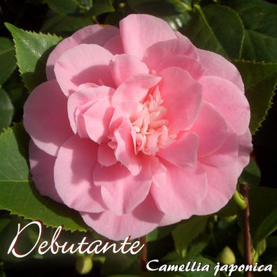 Kamelie "Debutante" - Camellia japonica - 7 bis 8-jährige Pflanze (73)