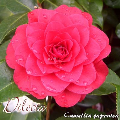 Kamelie "Dilecta" - Camellia japonica - 4 bis 5-jährige Pflanze (218)