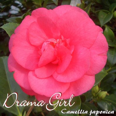 Kamelie "Drama Girl" - Camellia japonica - 3-jährige Pflanze (63)