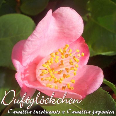 Kamelie "Duftglöckchen" - Camellia lutchuensis x jap. - 4 bis 5-jährige Pflanze (98)