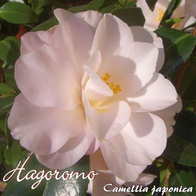 Kamelie "Hagoromo" - Camellia japonica - 3-jährige Pflanze (68)