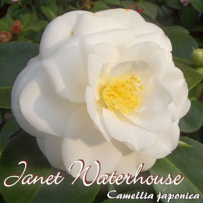 Kamelie "Janet Waterhouse" - Camellia japonica - 3-jährige Pflanze (26)