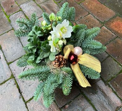 ca.50x50cm Grabgesteck Gesteck Weihnachtlich mit frischer Christrose und Tanne