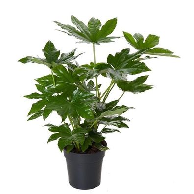 Zimmeraralie - Fatsia japonica - Zimmerpflanze - Grünpflanze - Luftreiniger