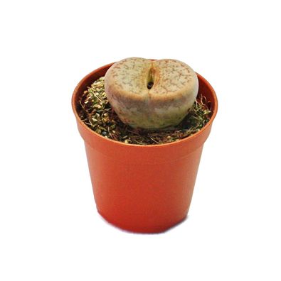 Lithops - Lebender Stein - im 5,5cm Topf