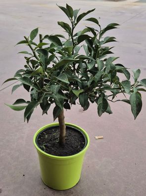 Citrus junos Yuzu ca. 50 cm - Exotische Zitrusfrucht - frosthart bis -12°C