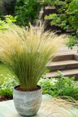 Zartes Federgras Stipa tenuissima Ponytails 20-30 cm - Gräser - Ziergras