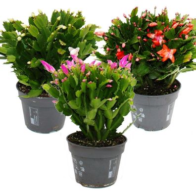 Großer Weihnachtskaktus - Schlumbergera - XXL - 17cm Topf - ca. 25-35cm hoch