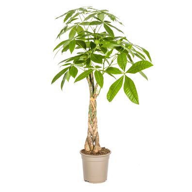 Pachira Aquatica - Ø21cm - 90-100cm - Zimmerpflanze - Immergrün