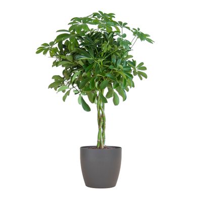 Schefflera Arab Nora mit Viber grau - Ø21cm - 70cm - Zimmerpflanze - Immergrün