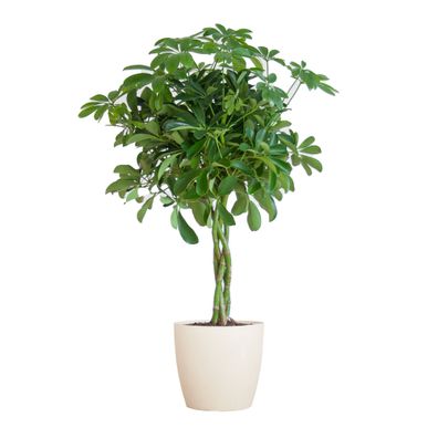 Schefflera Arab Nora mit Viber weiß - Ø21cm - 70cm - Zimmerpflanze - Immergrün