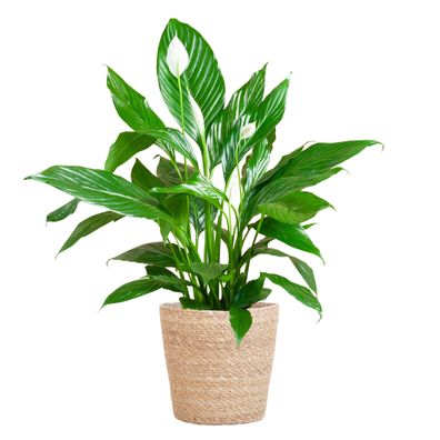 Spathiphyllum mit Korb Sofia natur - Ø21cm - 80cm - Zimmerpflanze - Immergrün