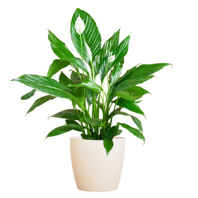 Spathiphyllum mit Viber weiß - Ø21cm - 80cm - Zimmerpflanze - Immergrün