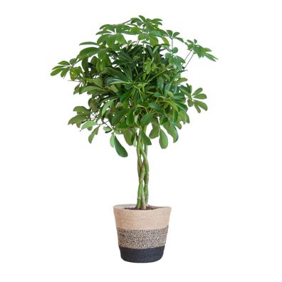 Schefflera Arab Nora mit Korb Lissabon Weiß - Ø21cm - 70cm - Zimmerpflanze - Imm