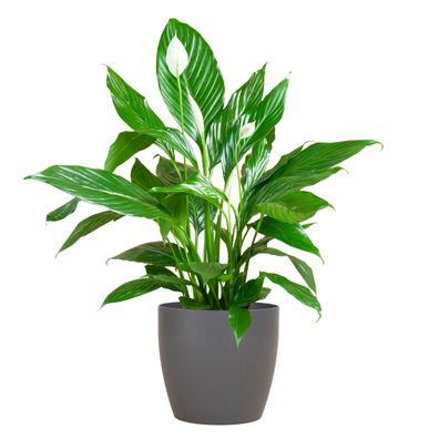 Spathiphyllum mit Viber grau - Ø21cm - 80cm - Zimmerpflanze - Immergrün