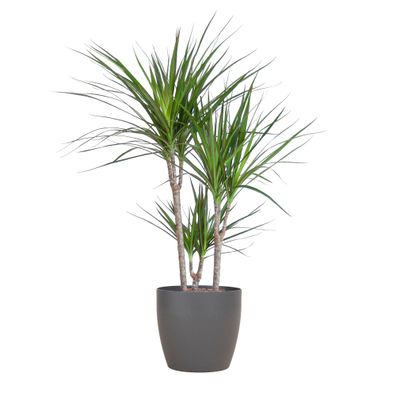 Dracaena Marginata mit Viber-Topf grau - Ø21cm - 95cm - Zimmerpflanze - Immergrün