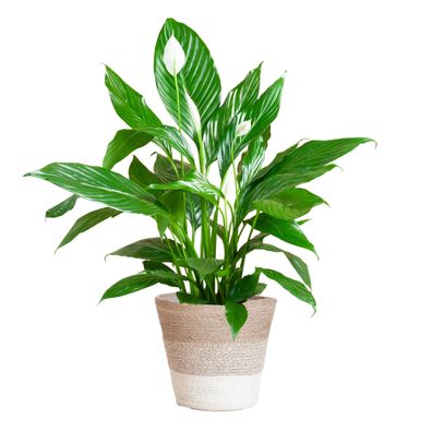 Spathiphyllum mit Korb Lissabon weiß - Ø21cm - 80cm - Zimmerpflanze - Immergrün