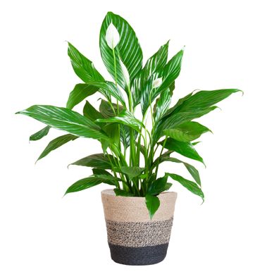 Spathiphyllum mit Korb Lissabon Schwarz - Ø21cm - 80cm - Zimmerpflanze - Immergrün