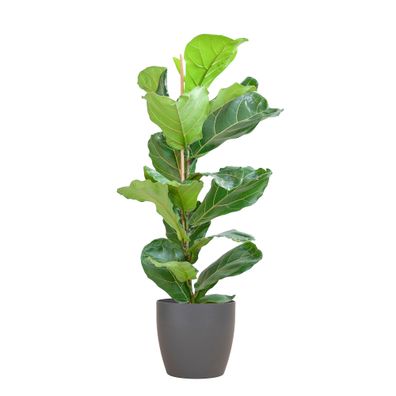 Ficus Lyrata mit Viber-Topf Grau - Ø21cm - 80cm - Zimmerpflanze - Immergrün