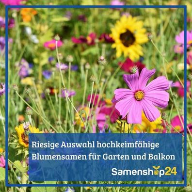 Kornblume Gefüllte Mischung, Beet- u Schnittblume - Nektarquelle für Bienen