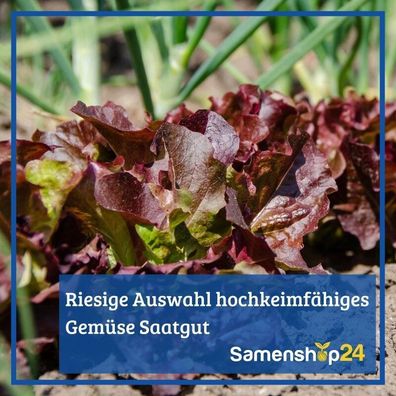 Zichoriensalat Zuckerhut, Herbstsalat - hohe feste Köpfe - aromatisch