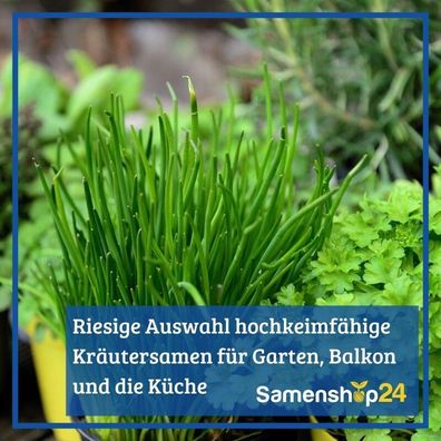 Dill Common, Gartendill zur Ernte von Blättern, Blütenständen u. Samen