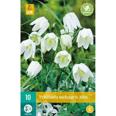 Fritillaria meleagris alba 10 Zwiebeln Jub