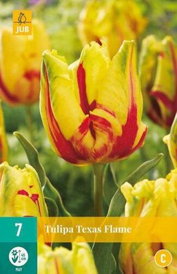 Tulipa texas flame 7 Blumenzwiebeln Jub