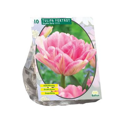 Blumenzwiebeln Tulipa Foxtrot 10 Stück Baltus