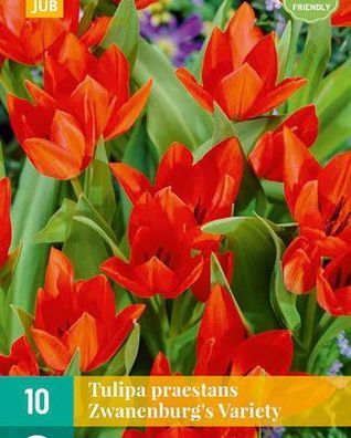 Tulipa pr. zwanenburg Sorte 10 Zwiebeln Jub