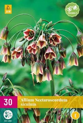 Allium nectaroscordum siculum 5 Zwiebeln Jub