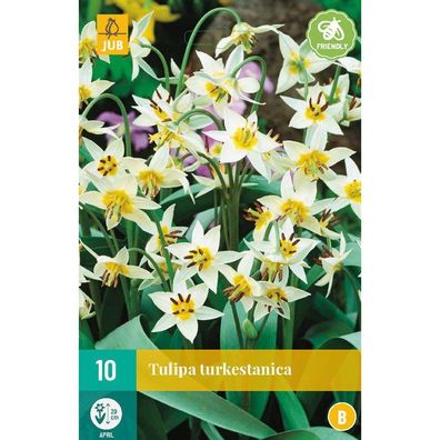 Tulipa turkestanica 10 Blumenzwiebeln Jub