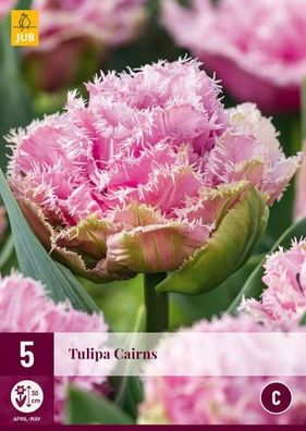 Tulipa cairns 5 Zwiebeln Jub