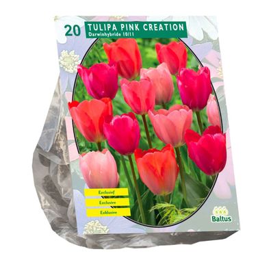 Zwiebeln Tulipa Pink Creation 20 Stück Baltus