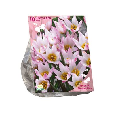 Zwiebeln Tulipa cretica Hilde 10 Stück Baltus