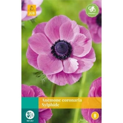 Anemone coronaria sylphide Zwiebel/Knospe JUB 15 Stück Jub