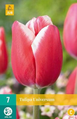 Tulipa Universum 7 Zwiebeln Jub