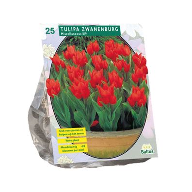 Zwiebeln Tulipa Praestans Zwanenburg 25 Stück Baltus