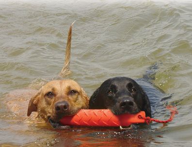 Hundetrainingsdummy groß Kong Kong