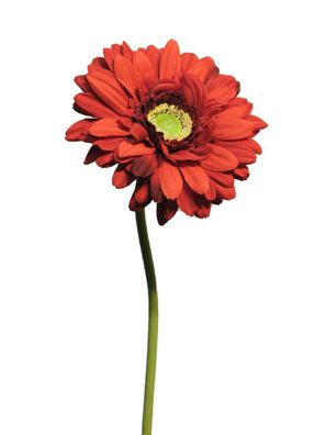 Gerbera Schöne rote 48 cm Kunstblume Nova nature