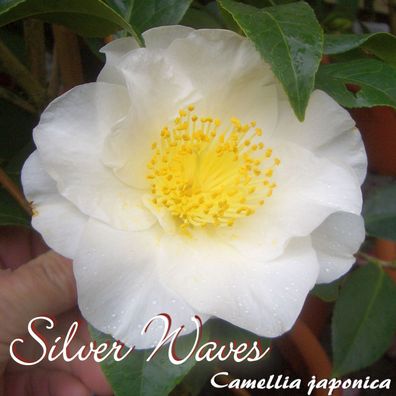 Kamelie "Silver Waves" - Camellia japonica - 3-jährige Pflanze (249)