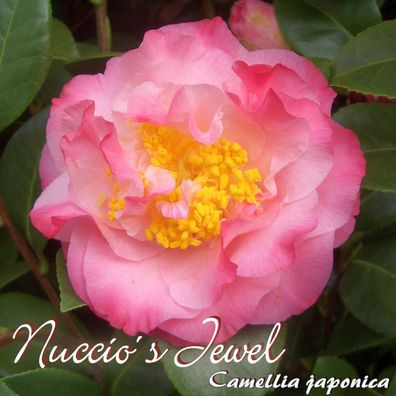 Kamelie "Nuccio´s Jewel" - Camellia japonica - 6 bis 7-jährige Pflanze (40)