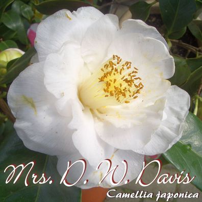 Kamelie "Mrs. D. W. Davis" - Camellia japonica - 3-jährige Pflanze (24)