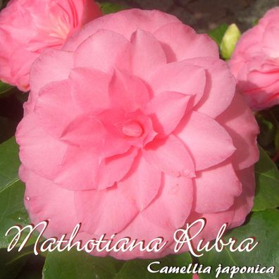 Kamelie "Mathotiana Rubra" - Camellia japonica - 3-jährige Pflanze (9)