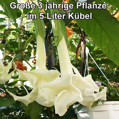 Engelstrompete "Angels Cloud" 70-110 cm große 3 Jahre alte Pflanze im 5 Liter Kübel